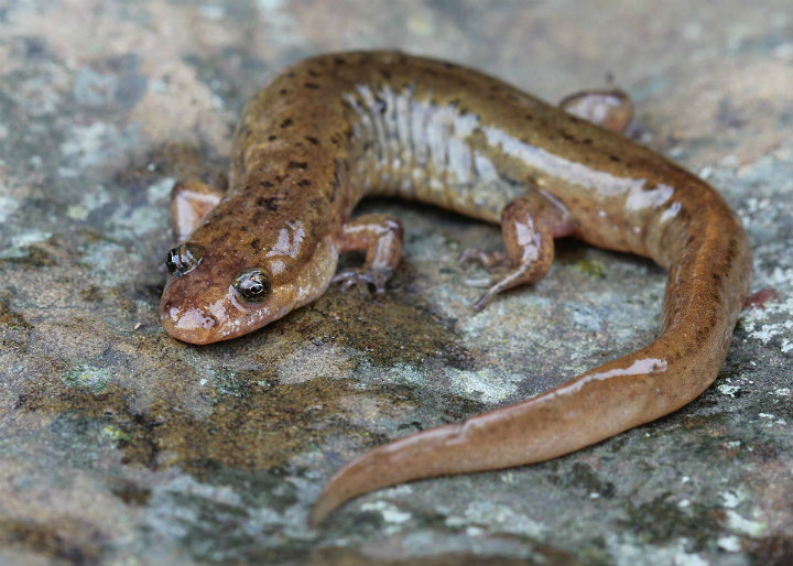 Dusky Salamander